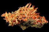 Bright Orange Crocoite Crystals - Tasmania #62886-1